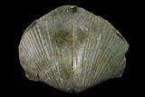 Pyrite Replaced Brachiopod (Paraspirifer) Fossil - Ohio #135562-2